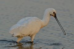 David Plant Photography - Wildlife Photography - Spoonbill - D